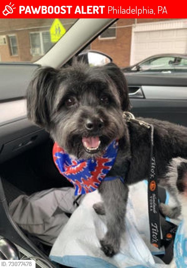 Lost Male Dog last seen Upsal St and Anderson St, Philadelphia, PA 19119