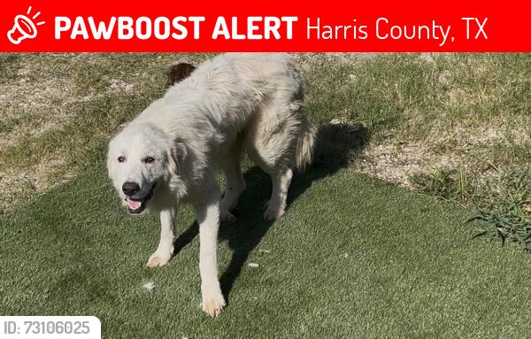 Lost Male Dog last seen Mauriene Rd, Harris County, TX 77336