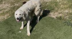 Lost Male Dog last seen Mauriene Rd, Harris County, TX 77336