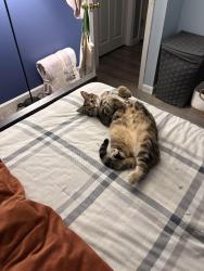 Lost Female Cat last seen Train tracks by pineland, Gray, ME 04039