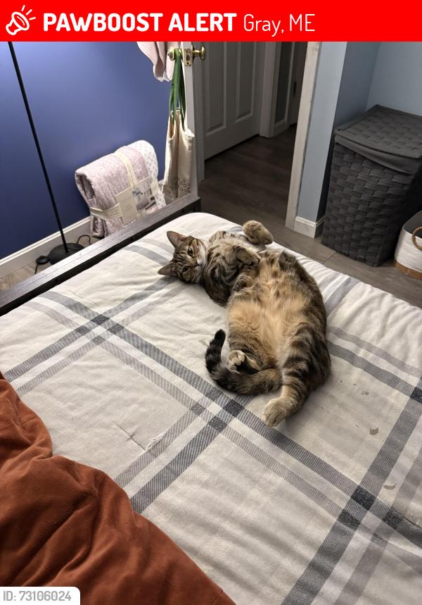 Lost Female Cat last seen Train tracks by pineland, Gray, ME 04039