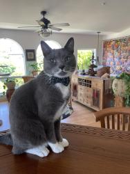 Reunited Male Cat last seen Near Monaco, Dana Point, CA 92629, USA, Dana Point, CA 92629