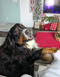 Reunited Male Dog last seen Orange st., Lancaster County, PA 17543