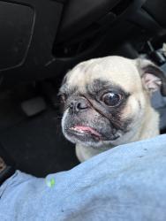 Reunited Male Dog last seen Phoenix, AZ 85031, USA, Phoenix, AZ 85031