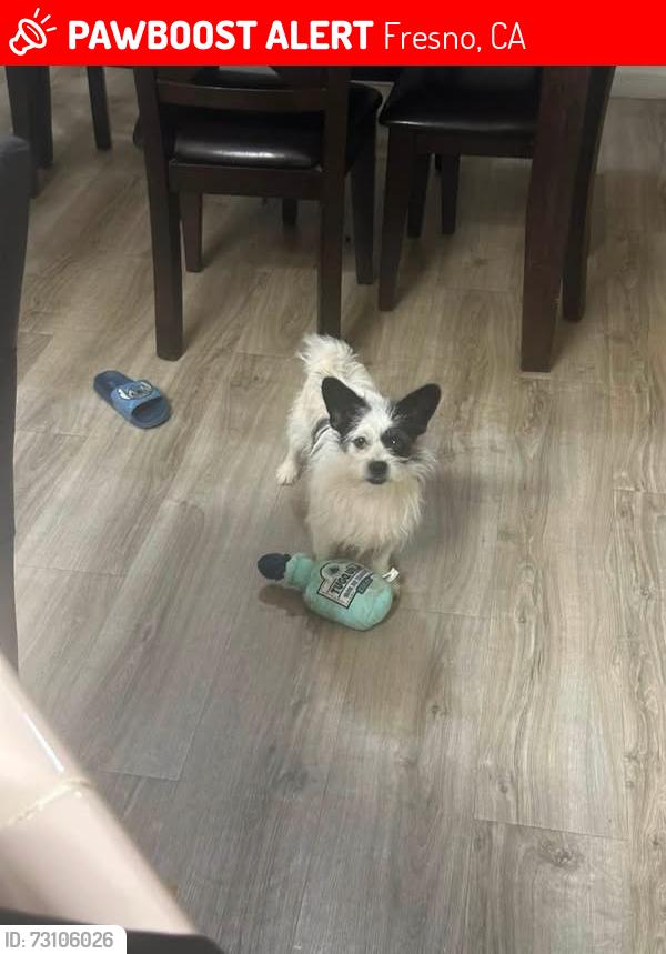 Lost Female Dog last seen Armstrong and kings canyon, Fresno, CA 93727
