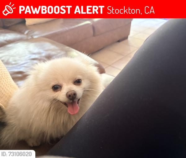 Lost Female Dog last seen Elkhorn Golf Course, Stockton, CA 95209