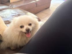 Lost Female Dog last seen Elkhorn Golf Course, Stockton, CA 95209
