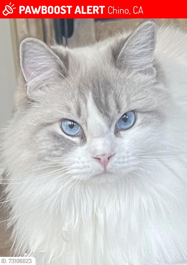 Lost Female Cat last seen holland park st and rincon meadows ave., chino, Chino, CA 91708