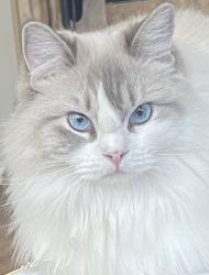 Lost Female Cat last seen holland park st and rincon meadows ave., chino, Chino, CA 91708