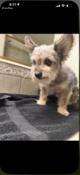 Found/Stray Female Dog last seen Bakersfield country club, Bakersfield, CA 93306
