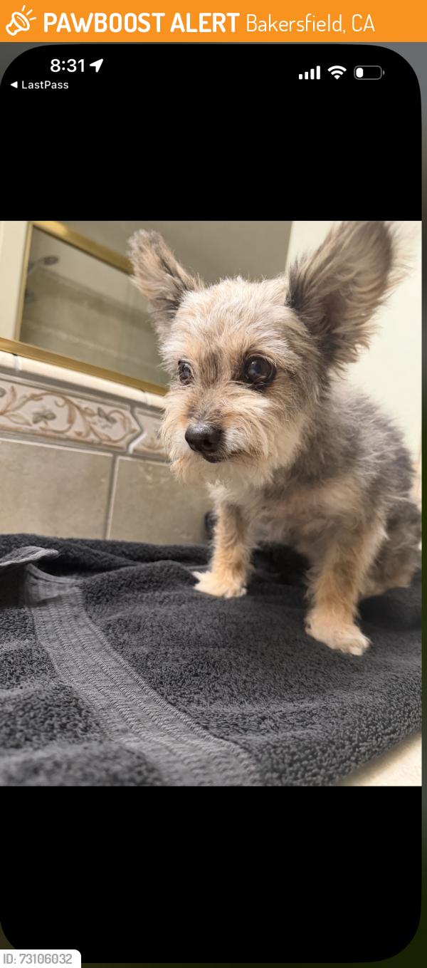 Found/Stray Female Dog last seen Bakersfield country club, Bakersfield, CA 93306