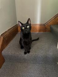 Lost Male Cat last seen 22nd and Emerson near Tao Natural Foods, Minneapolis, MN 55405