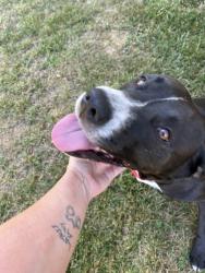 Reunited Female Dog last seen Across Field Court Maiden NC off of Lee Moore Rd, Lincoln County, NC 28650