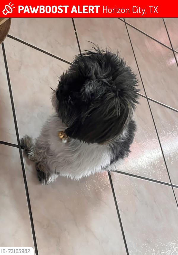Lost Male Dog last seen Kenazo st Lago Seco Dr, Horizon City, TX 79928