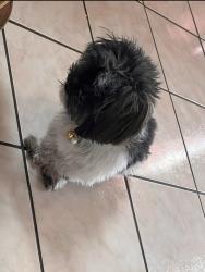 Lost Male Dog last seen Kenazo st Lago Seco Dr, Horizon City, TX 79928