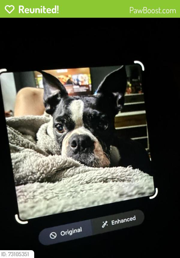 Reunited Male Dog last seen Eastern and Ion, Henderson, NV 89074