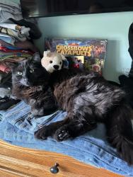 Reunited Male Cat last seen Tylersville and Kennesaw, West Chester Township, OH 45069