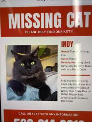 Lost Male Cat last seen Entrance of Green Ride State Park, Flintstone, MD 21530