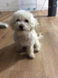 Reunited Female Dog last seen arlington and daisy, Adelanto, CA 92301