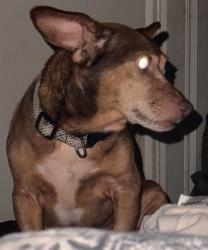 Reunited Male Dog last seen Walker Mountain Store, Rome, GA 30161