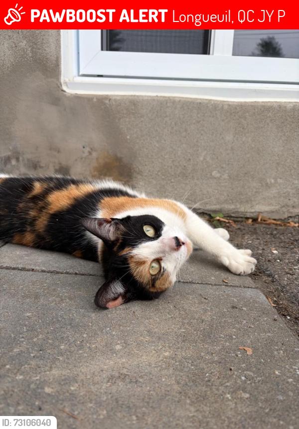 Lost Female Cat last seen coderre/trudeau, Longueuil, QC J3Y 4P7