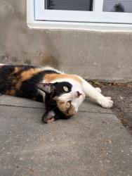Lost Female Cat last seen coderre/trudeau, Longueuil, QC J3Y 4P7
