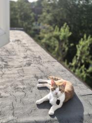 Lost Male Cat last seen Newlands Park, Greater London, England SE26 5NE