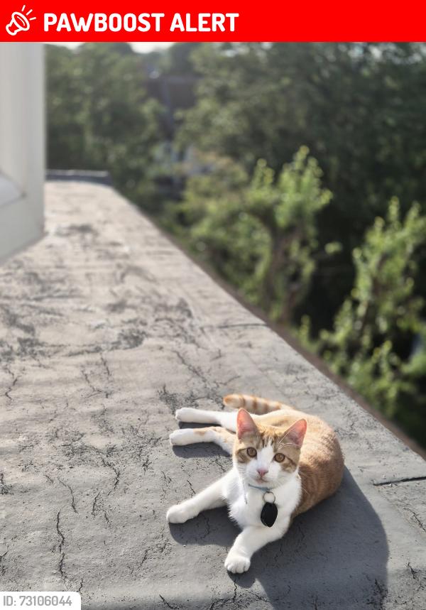 Lost Male Cat last seen Newlands Park, Greater London, England SE26 5NE