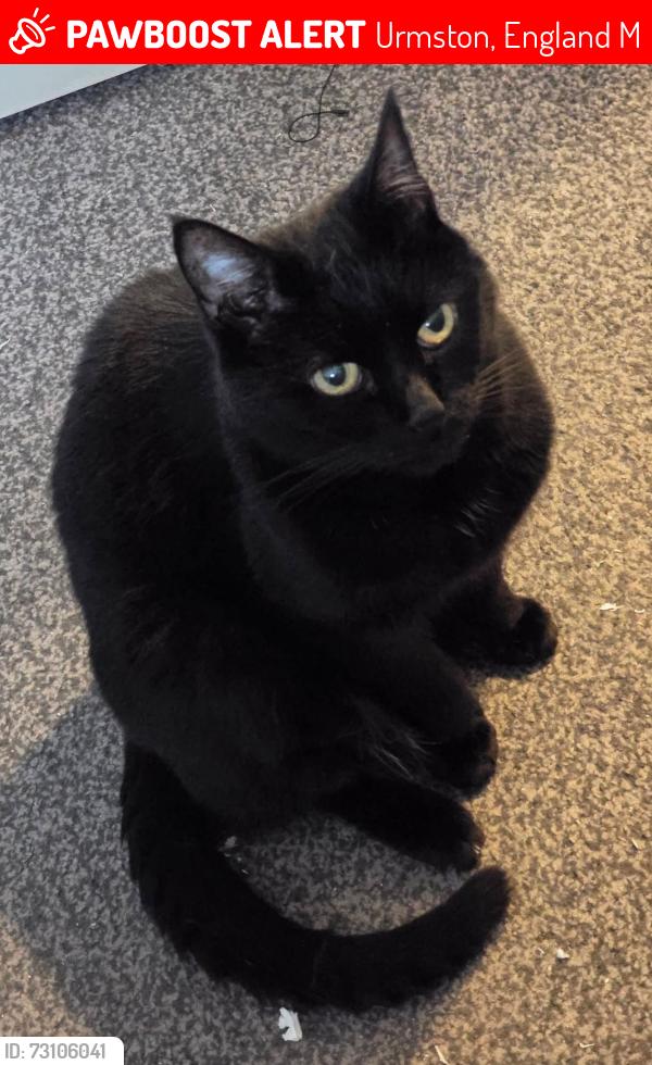 Lost Male Cat last seen Near Woodsend Circle on Woodbridge Road, Urmston, England M41
