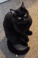Lost Male Cat last seen Near Woodsend Circle on Woodbridge Road, Urmston, England M41