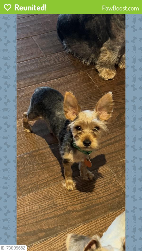 Reunited Male Dog last seen Tecumseh and 120th, Norman, OK 73026