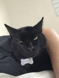 Lost Male Cat last seen Conjunto habitacional Rubens Lara, Casqueiro, SP 11533-290