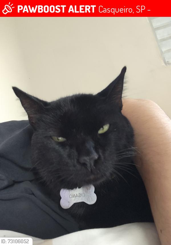 Lost Male Cat last seen Conjunto habitacional Rubens Lara, Casqueiro, SP 11533-290