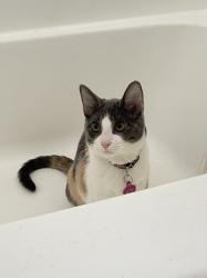Reunited Female Cat last seen Commonwealth Ave and Indiana Ave, Buena Park, Buena Park, CA 90621