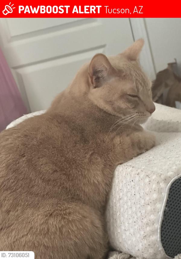 Lost Female Cat last seen Santa CRUZ ests, Tucson, AZ 85756