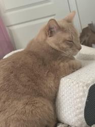 Lost Female Cat last seen Santa CRUZ ests, Tucson, AZ 85756