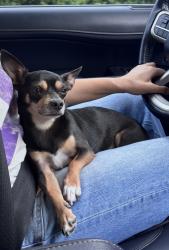 Reunited Male Dog last seen Near Three Creek Ct Granbury TX 76049, Granbury, TX 76049