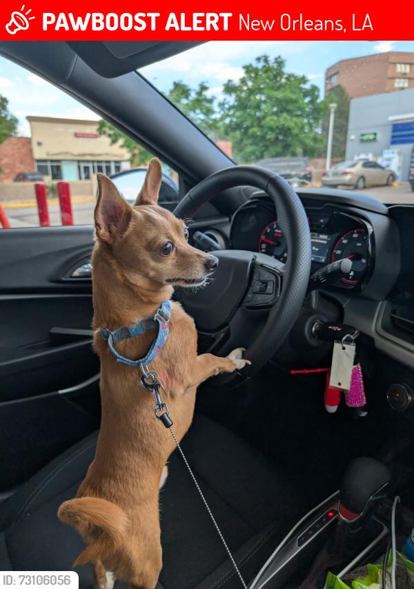 Lost Male Dog last seen Love nails #1, New Orleans, LA 70128