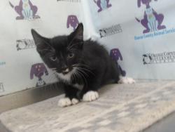 Shelter Stray Male Cat last seen , 2769 Conroy Rd, Orlando, FL 32839, USA