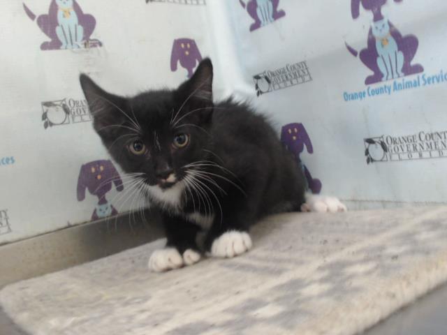 Shelter Stray Male Cat last seen , 2769 Conroy Rd, Orlando, FL 32839, USA
