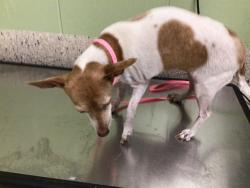 Shelter Stray Female Dog last seen Near BLOCK QUEBEC ST, 12155 Park Blvd, Brighton, CO 80601, USA