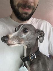 Reunited Male Dog last seen 23rd blackwelder, Oklahoma City, OK 73106