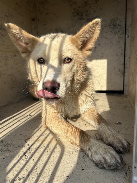 Shelter Stray Female Dog last seen Near, 2600 S Harding St, Indianapolis, IN 46221, USA