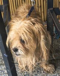 Shelter Stray Unknown Dog last seen DORA AVE & KURT ST TAVARES, 12280 County Rd 448, Tavares, FL 32778, USA