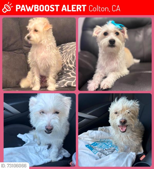 Lost Female Dog last seen Ave. Rancho and valley, Colton, CA 92324