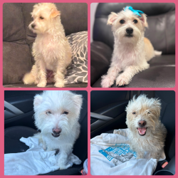 Lost Female Dog last seen Ave. Rancho and valley, Colton, CA 92324