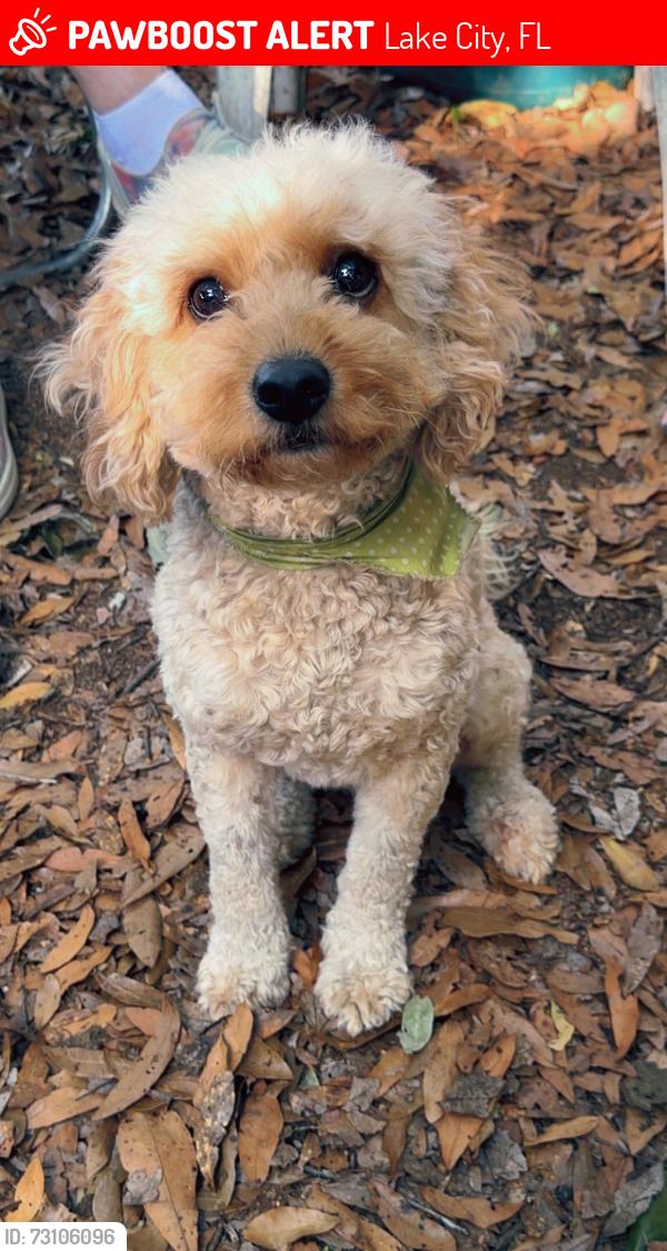 Lost Male Dog last seen Near Keg Room, Lake City, FL 32024