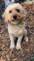 Lost Male Dog last seen Near Keg Room, Lake City, FL 32024