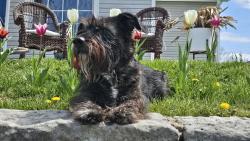 Reunited Male Dog last seen East Washington st, Chagrin Falls, OH 44023
