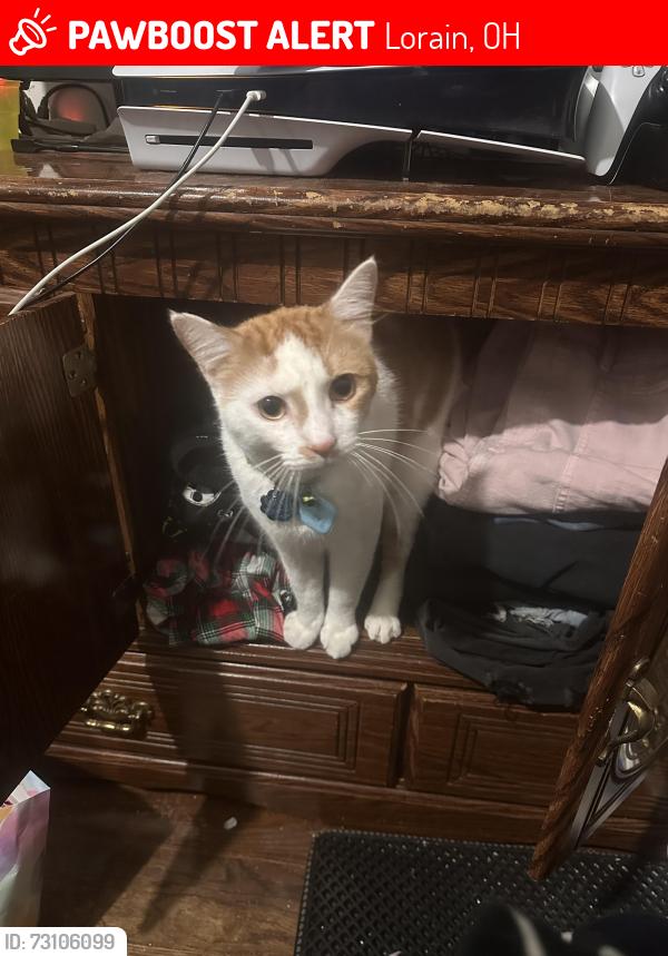 Lost Male Cat last seen Meister road & Collins drive, Lorain, OH 44053